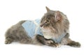 Dressed maine coon cat Royalty Free Stock Photo