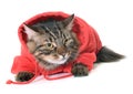 Dressed maine coon cat Royalty Free Stock Photo