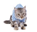 Dressed maine coon cat Royalty Free Stock Photo
