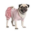 Dressed pug (4 years) Royalty Free Stock Photo