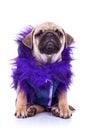 Dressed pug puppy dog on white Royalty Free Stock Photo