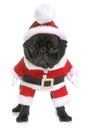 Dressed puppy black pug