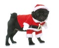 Dressed puppy black pug