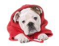 Dressed puppy english bulldog