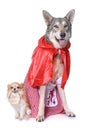 Dressed Saarloos wolfdog and chihuahua