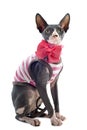 Dressed Sphynx Cat