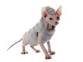 Dressed Sphynx Hairless Cat