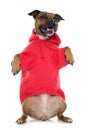 Dressed stafforshire bull terrier Royalty Free Stock Photo