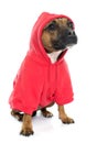 Dressed stafforshire bull terrier Royalty Free Stock Photo