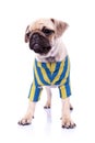 Dressed standing pug puppy dog looking to a side Royalty Free Stock Photo