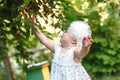 Dressed for sunny adventures, a curious toddler explores the bounty of a cherry tree, their rosy cheeks lit up with Royalty Free Stock Photo