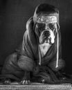 A dressed thoughtful bulldog ..... in black and wh Royalty Free Stock Photo