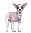 Dressed up Chihuahua, 6 months old, standing Royalty Free Stock Photo