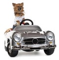 Dressed up Chihuahua driving convertible Royalty Free Stock Photo