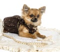 Dressed up Chihuahua lying on a carpet, isolated
