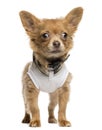 Dressed up Chihuahua puppy standing, 4 months old Royalty Free Stock Photo