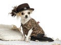 Dressed-up Chihuahua sitting on a carpet, isolated