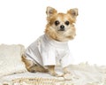 Dressed-up Chihuhua sitting on a carpet, isolated Royalty Free Stock Photo