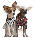 Dressed up Chinese Crested Dogs Royalty Free Stock Photo