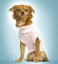 Dressed-up crossbreed dog sitting, on blue gradient background Royalty Free Stock Photo