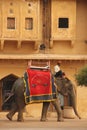 Dressed up elephants in Jaipur