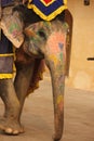 Dressed up elephants in Jaipur