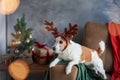 A dressed-up Jack Russell Terrier captures the Christmas spirit