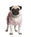 Dressed up pug in front of a white background Royalty Free Stock Photo