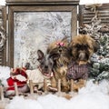 Dressed-up Shi tzu and Chinese crested dogs Royalty Free Stock Photo