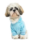 Dressed-up Shih tzu sitting, looking sad, 10 months old Royalty Free Stock Photo