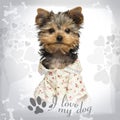 Dressed up Yorkshire Terrier puppy, looking at the camera Royalty Free Stock Photo