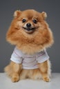 Dressed in white shirt little canine pet against gray background