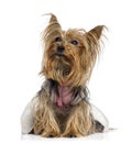 Dressed Yorkshire Terrier looking up (5 years old) Royalty Free Stock Photo