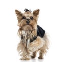 Dressed Yorkshire Terrier (5.5 years old) Royalty Free Stock Photo