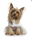 Dressed Yorkshire Terrier (5 years old) Royalty Free Stock Photo