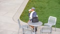 A young black woman is sitting on a chair by a green lawn, drinking coffee, taking a break Royalty Free Stock Photo