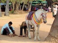 dressy holiday horse for ride for tourist walks in Cambodia - Siem Reap Cambodia 02 22 2011