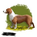 Drever, Swedish Dachsbracke dog digital art illustration isolated on white background. Sweden origin hunting scenthound dog. Cute