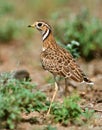 Driebandrenvogel, Three-banded Courser, Rhinoptilus cinctus Royalty Free Stock Photo