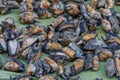 Dried abalone for sale at a Chinese market in Xiamen, China Royalty Free Stock Photo