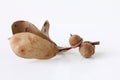 Dried acorn with leaves Royalty Free Stock Photo