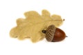 Dried acorn with oak leaf isolated on white