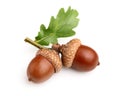 Dried acorns with leaf Royalty Free Stock Photo