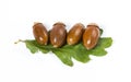 Dried acorns with leaf isolated on white Royalty Free Stock Photo