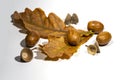 Autumn composition. Dried acorns with oak leaves on a white background. Royalty Free Stock Photo