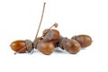 Few dried acorns