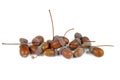 Dried acorns