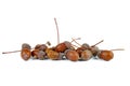 Dried acorns