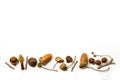 Dried acorns and twigs on a white background Royalty Free Stock Photo