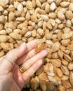 Dried almond in the hand